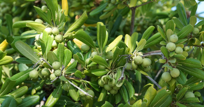 A Much Better Glance At The Extra Virgin Olive Oil's Course of Action