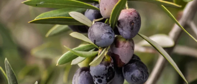 Pivotal Tips On Properly Using Olive Oil Daily