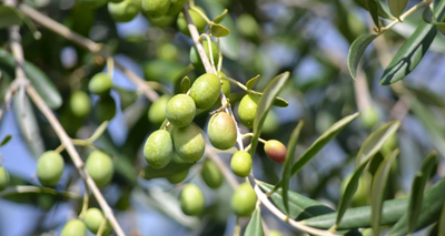 Outstanding Reasons Why You Should Use Olive Oil
