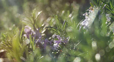 7 Creative and Useful Ways to Use Rosemary Infused Olive Oil