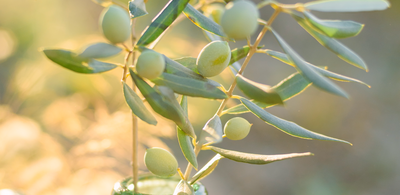 Vital Tips On The Nutrition Of Olive Oil