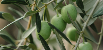 Learn About The Healthy Part Of Olive Oil