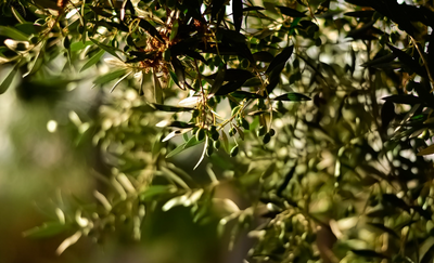 A List Of Essential Olive Oil Health Benefits