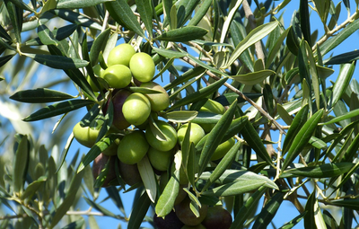 Tips On Cooking with Infused Olive Oil: Add Flavor to Your Dishes