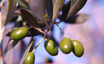 Infused Olive Oils: The Secret Ingredient for Elevated Cooking