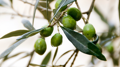 The Ultimate Guide to Cooking with Extra Virgin Olive Oil