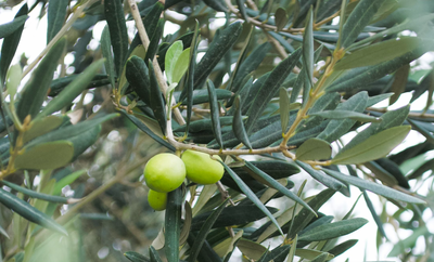 Exploring the Link between Olive Oil and Weight Gain: Separating Fact from Fiction