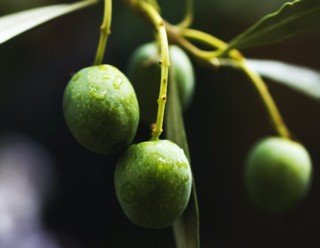 Infused Olive Oils