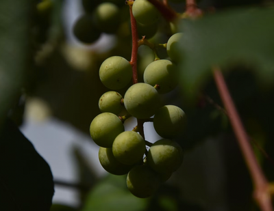 The Magic of Infused Olive Oil and Balsamic Vinegar: More Creative Ways to Use Them in Your Cooking