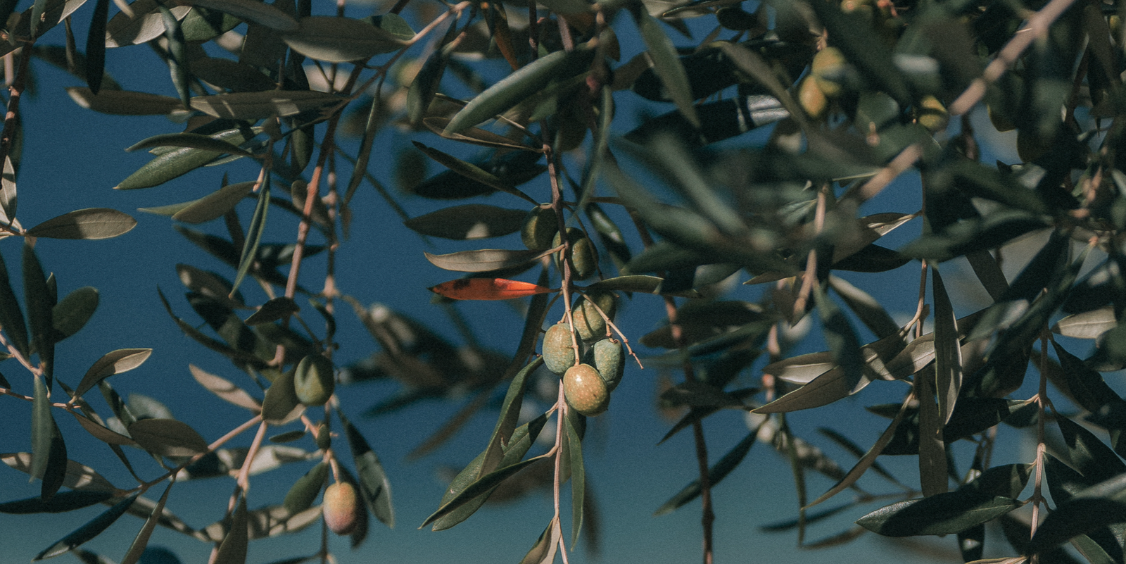 Bring More Flavor To Your Desserts with Infused Olive Oil and Balsamic Vinegar
