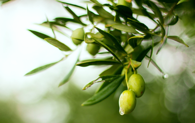 A Delicious and Healthy Way to Use Olive Oil and Balsamic Vinegar with Your Veggies