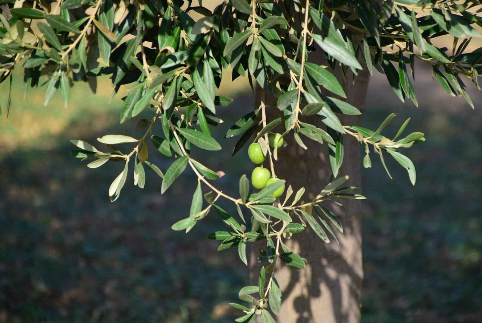 Delicious and Nutritious: Using Olive Oil with Your Bread