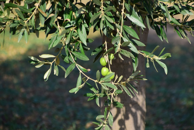 Delicious and Nutritious: Using Olive Oil with Your Bread