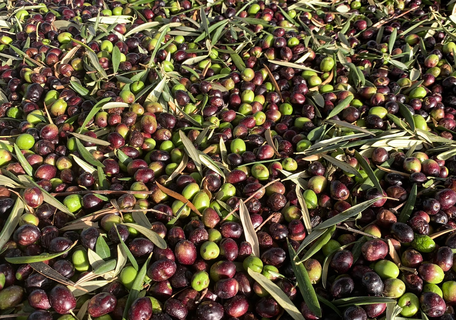 Infused Olive Oils