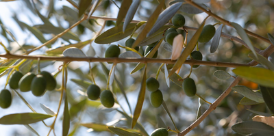 Extra Virgin Olive Oil and Cancer: What You Need to Know