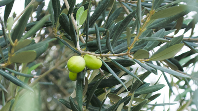 How To Use Olive Oil When Cooking Slowly