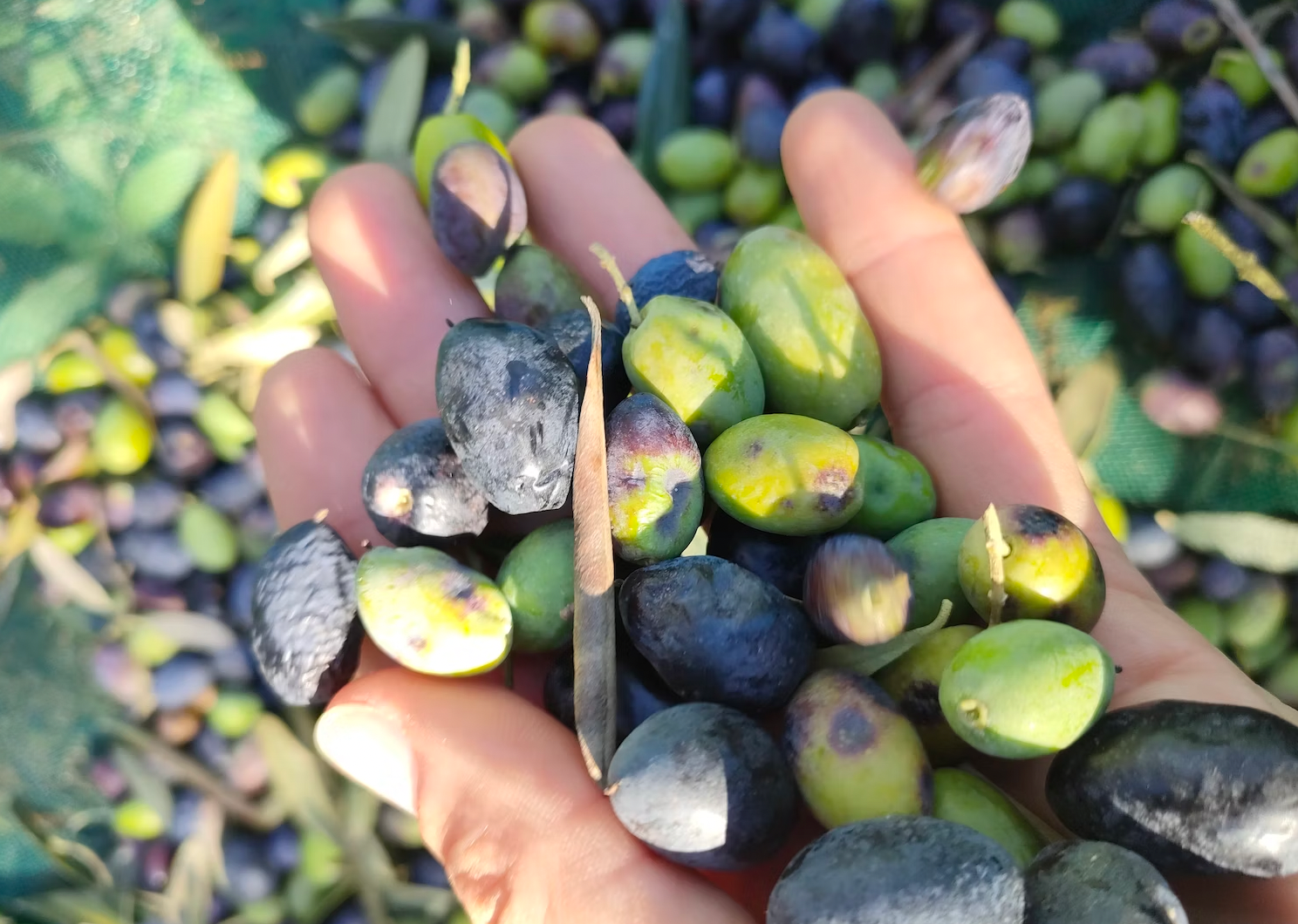 Health Benefits of Adding Olive Oil to Your Daily Routine