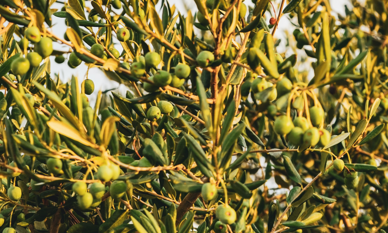 Infused Olive Oil Magic: Elevating Soups and Stews with a Few Drops of Flavorful Brilliance