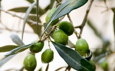 Increase the Depth of Flavor In Your Soups and Stews by Using Infused Olive Oils