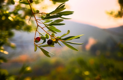 Exploring the Flavors: Mastering Spicy Cuisine with Infused Olive Oil