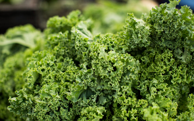 Crispy and Flavorful: How to Make Infused Olive Oil Kale Chips