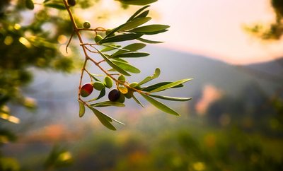 Elevate Your Appetizers with Fresh Olive Tapenade