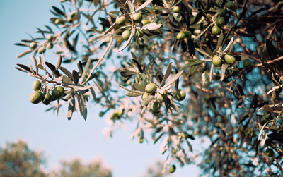 Unlocking the Culinary Magic: The Versatility of Olive Oil in Cooking