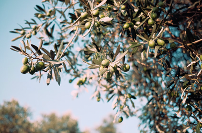 From Breakfast to Dessert: Cooking with Olive Oil for Culinary Delights