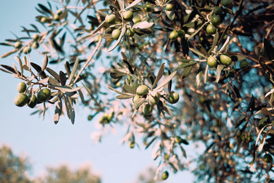 Infused Olive Oil: A Gateway to Innovative Health and Wellness Solutions