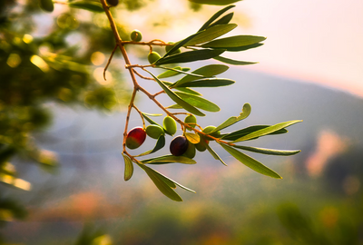 Infused Olive Oil: The Secret Ingredient to Revitalize Your Seasonal Dishes