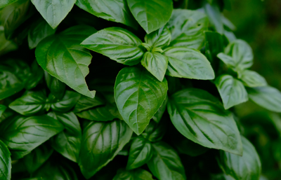 Unveiling the Secrets of Basil-Infused Olive Oil: Your Gateway to a Gourmet Kitchen