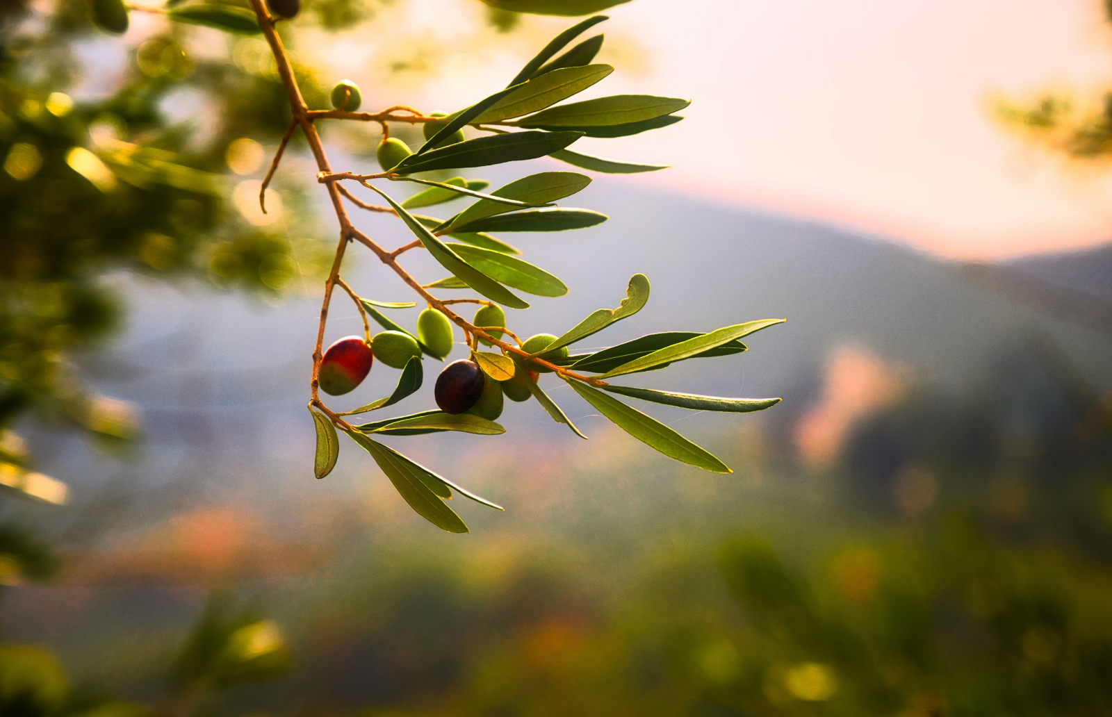 Elevate Your Culinary Creations: The Art of Infusing Olive Oil