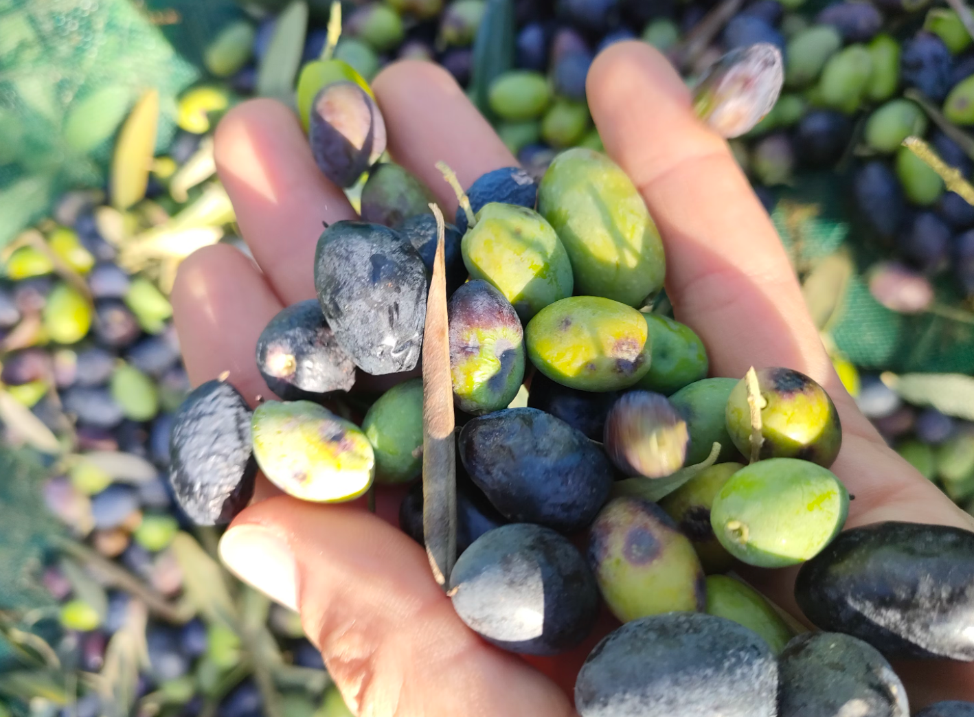 Enhancing Diabetic Health with Infused Olive Oils