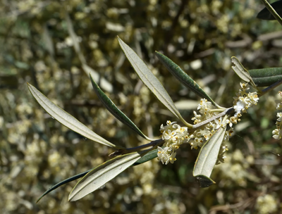 Healing Potential of Infused Olive Oil: A Guide to Nature's Miraculous Cure