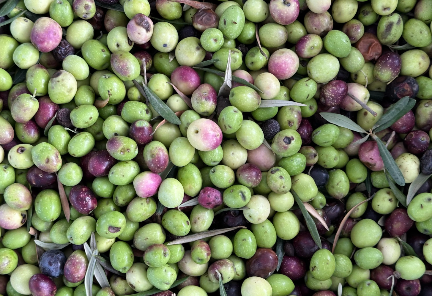 Infused Olive Oil