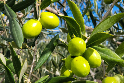 Unveiling the Lesser-Known Health Advantages of Olive Oil