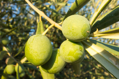 Tips On How To Add Olive Oil To A Healthy Lifestyle