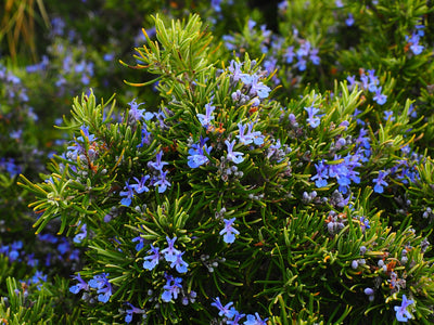 Unique Ways To Use Rosemary Infused Olive Oil