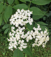 Elder Flower White Balsamic Vinegar